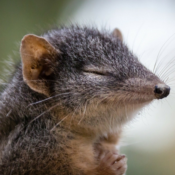 Meet your Posher, Silent Nut - Picture 3 of 3